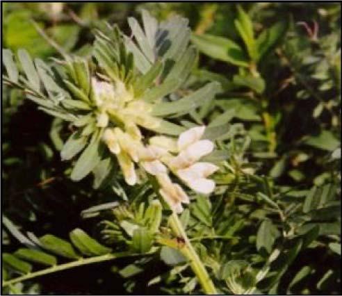 44 33-FABACEAE Vida narbonensis L. Kullanılan Kısımları Kullanım Amacı Kullanım Şekli Mehmet Bey).