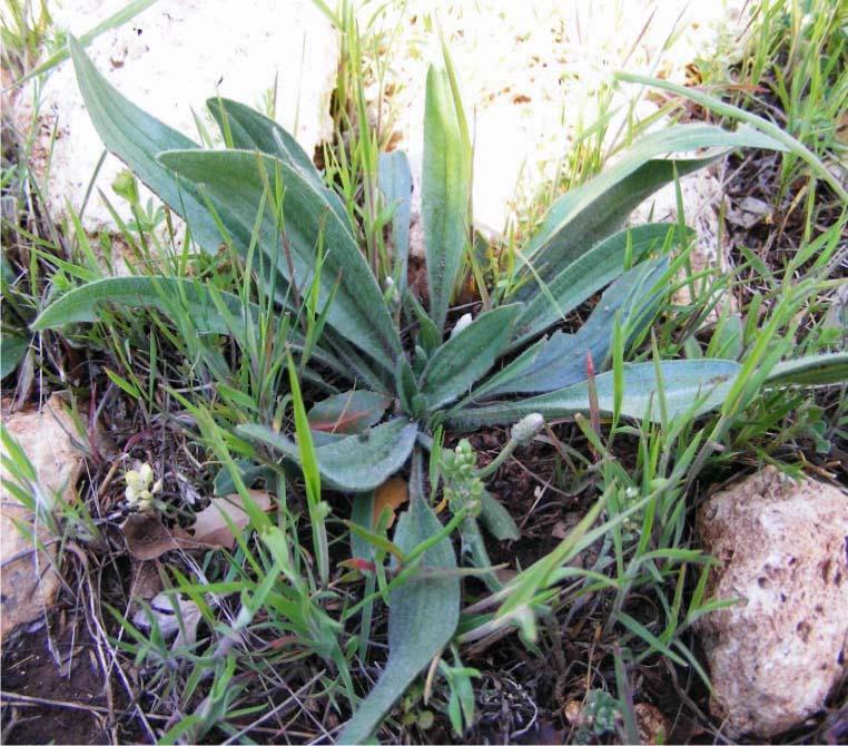 7 6 65-PLANTAGINACEAE Plantago lanceolata L. : Kırk sinir otu : Aydınlar Köyü : looom.