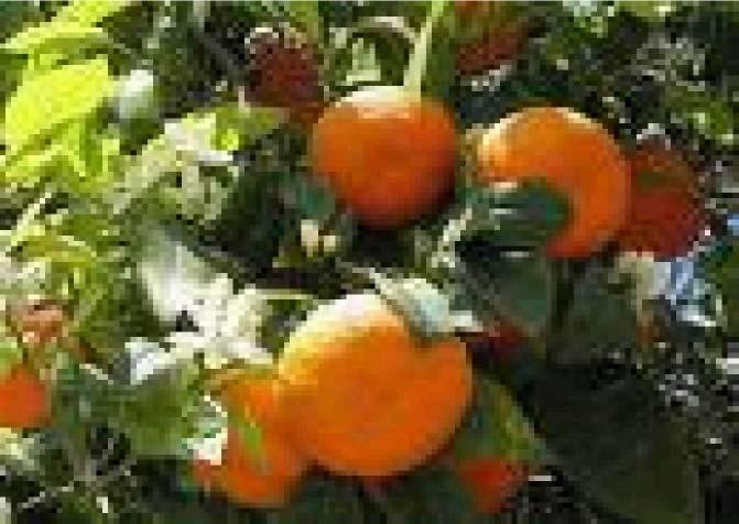 9 5 84-RUTACEAE Citrus sinensis : Portakal : Aydınlar : 1000 m Kullanılan Kısmı : Meyveler Kullanım Amacı : Gıda Kullanım