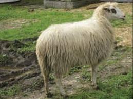Anaç koyunlarda canlı ağırlık 40-42 kg, süt verimi 60-90 kg, kirli yapağı verimi 1,5 kg dır. Her 100 koyundan 110-130 kuzu alınmaktadır. İkizlik oranı %10-20'dir.