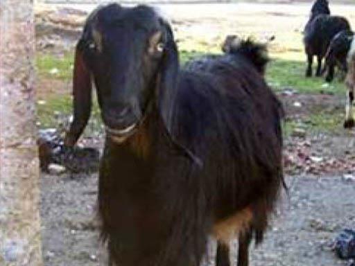 Canlı ağırlık 30-40 kg, yıllık kaşmir verimi 150-200 kg arasındadır. 2.2.4. Kıl Keçisi Resim 2.3: Kaşmir keçisi Türkiye'de en yaygın olarak yetiştirilen (%81) keçi ırkıdır.