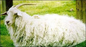 Bu keçinin en önemli özelliği tiftiktir. Tiftik uzun, yumuşak ve elyaftan oluşan değerli bir tekstil hammaddesidir. Resim 2.