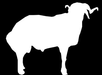 Anaç koyunlarda canlı ağırlık 40-45 kg, süt verimi 50-60 kg, her 100 koyundan 100-110 kuzu alınmaktadır. İkiz yavrulama oranı % 20-30 kadardır.