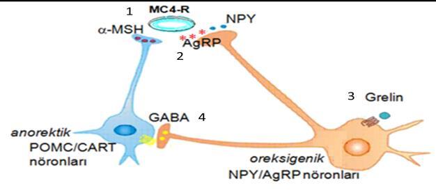 Oreksigenik nöronlar aktiflendiğinde aguti-ilişkili protein (AgRP), nöropeptid Y (NPY) ve inhibitör nörotransmiter GABA sentez ve salınımı artar (Şekil 23.5).