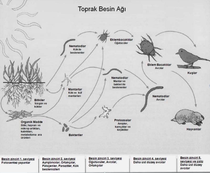 Kaynak: http://soils.usda.