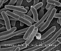 Toprak Canlıları Bakteriler Çok değişik metabolizmalara sahiptirler Ototroflar ve heterotroflar Havacıl (aerobik), havacıl olmayanlar (anaerobik), ve fakültativf (hem oksijenli hem de oksijensiz