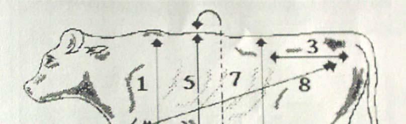 27 Şekil 3.1.3. Hayvanların vücut ölçülerinin alınması 1. Cidago Yüksekliği (CDY), 2. Sağrı Yüksekliği (SY), 3. Sağrı Genişliği (SG), 4. Beden derinliği (BD), 5.