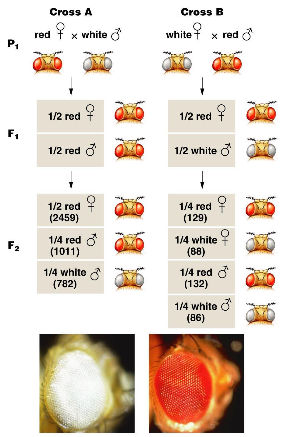 Bölüm 4.9 X-bağlantılı kalıtım Drosophila göz rengi Tanımlanan ilk X- bağlantılarından biridir.