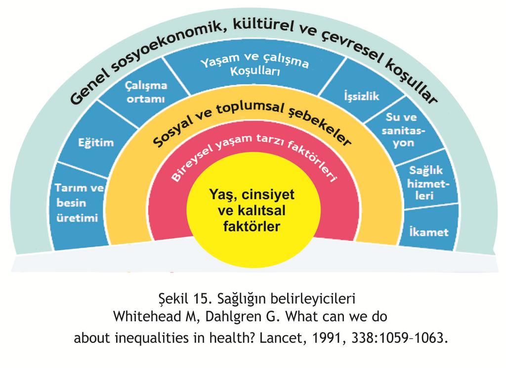 Yaşam Boyu Sağlıklı Yaşlanma,konseptinden sağlığı etkileyen belirleyicileri arasında yer alan yaş, cinsiyet ve kalıtsal özellikler dışında