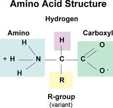 Karboksilik asit olup, Alfa amino asit;