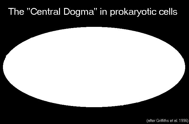 of a nuclear membrane, DNA Transcription