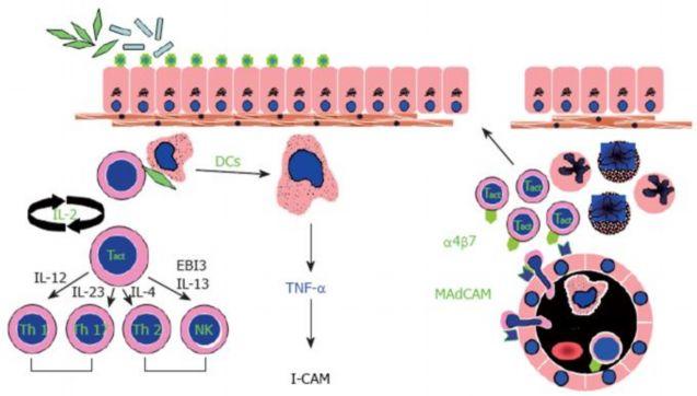 faktör (TNF)-a gibi ek proinflamatuar sitokinlerin salınımıyla, intestinal inflamasyona neden olmaktadır. CH da anti-tnf-a nın hem tedavi hem de tedavi devamında etkin olduğu ortaya konmuştur.