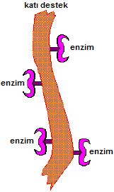 Şekil 3: Taşıyıcı yüzeye bağlı enzimin şematik gösterimi 2.2.3.2. Adsorbsiyon İmmobilizasyonda kullanılan en eski ve basit yöntemdir.