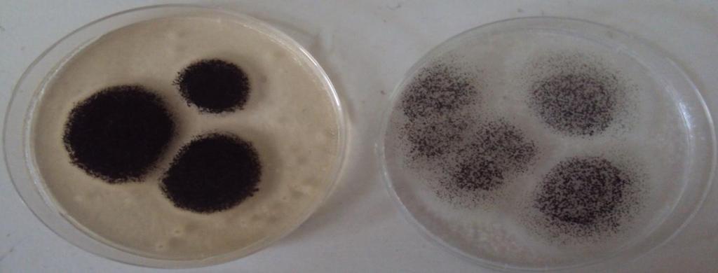 heteromorphus a) Malt Ekstrakt Agarda ve b)