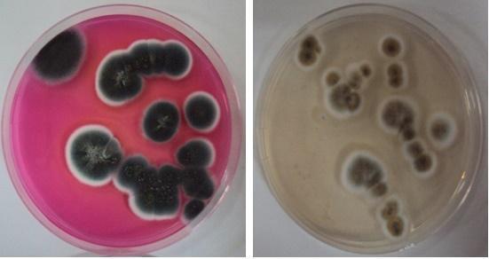 gelişimleri (a) (b) Penicillium diversum a) Malt Ekstrakt