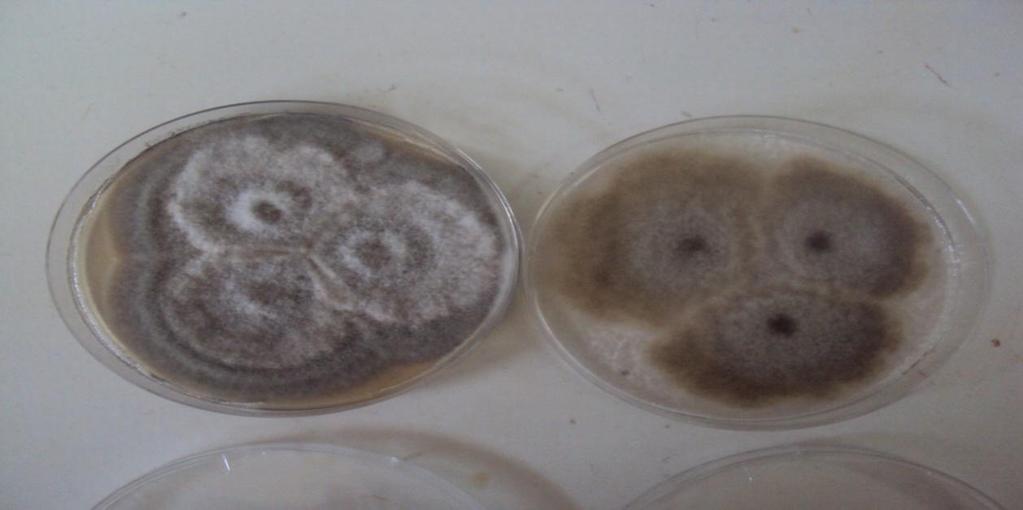 gelişimleri (a) (b) Ulacladium actrum a) Malt Ekstrakt Agarda