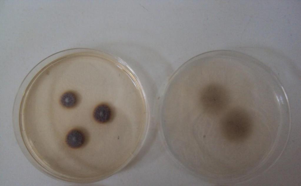 (a) Stachybotyris aerolopsamlina a) Malt Ekstrakt Agarda ve b)