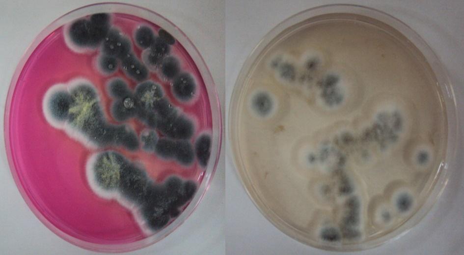 Penicillium godlewski var.