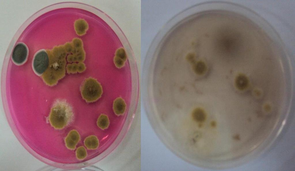 (a) Paecilomyces variotii (syn.