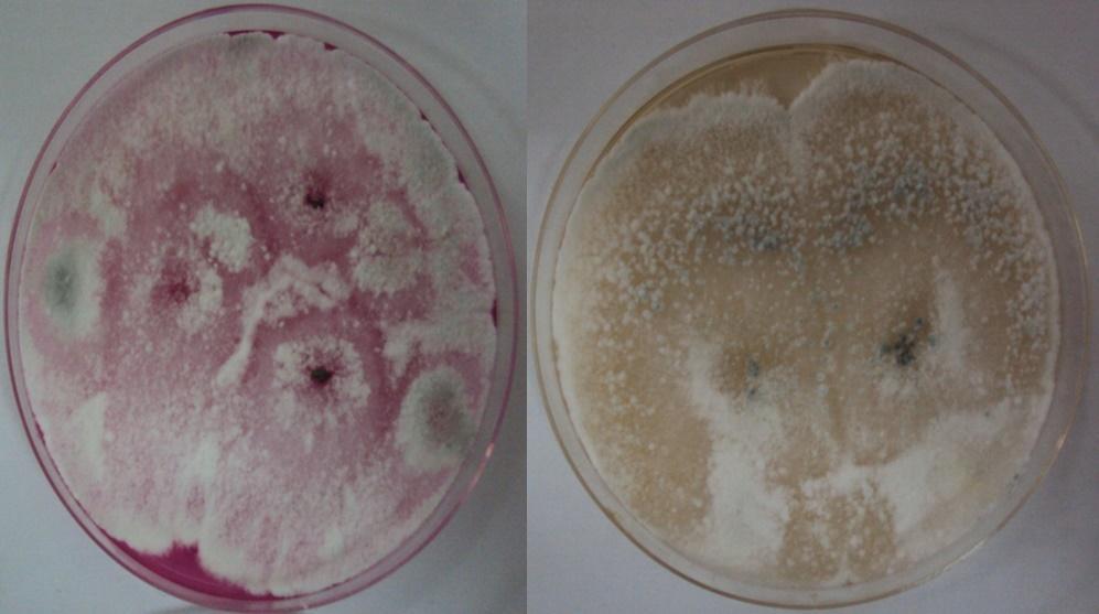 (a) (b) Penicillium verrucosum var.