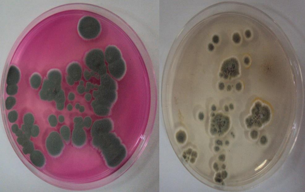 gün inkübasyondan sonraki gelişimleri Trichoderma viride (a) (b)