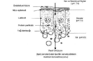 Ksenobiyotiklerin sindirim kanalından emildikten sonra süte geçişi şu 3 temel yol ile gerçekleşmektedir; hücre içi filtrasyon, meme bezi hücre zarının basit difüzyonla geçilmesi ve son olarak da