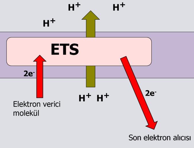 E.T.S. tam olarak nedir? Ne işe yarar? Elektron Taşıma Sistemi(E.T.S.) fotosentez,oksijenli solunum ve kemosentez yapan canlılarda görülen molekül gruplarıdır.