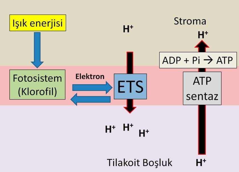 Fotosistemler, ışığı soğurduğu zaman yüksek enerjili bir elektron çifti oluşur.bu elektron çifti E.T.S. moleküllerinden geçer. Ve son olarak da tekrar fotosistem'e geri döner.