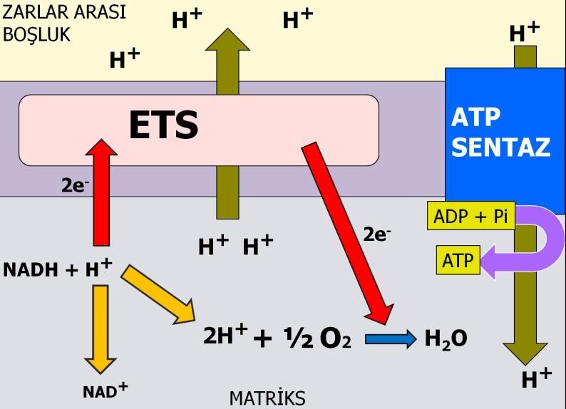 Oksidatif Fosforilasyon'da elektron vericisi madde NADH ve FADH 2 koenzimleridir.iki koenzim taşıdıkları hidrojenlerin Elektronlarını E.T.S.'ye verir.