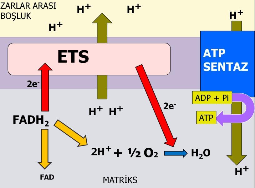 (oksidatif Fosforilasyon) Son elektron alıcısı ise Oksijendir.