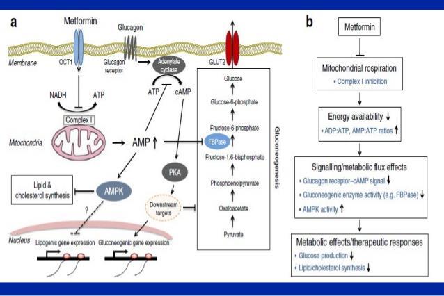 Metforminin, Moleküler Etki Mekanizmaları Mitokondrial respiratuvar zincir (Compleks I) inhibe eder. AMP-activated protein kinase (AMPK) ı aktive eder.