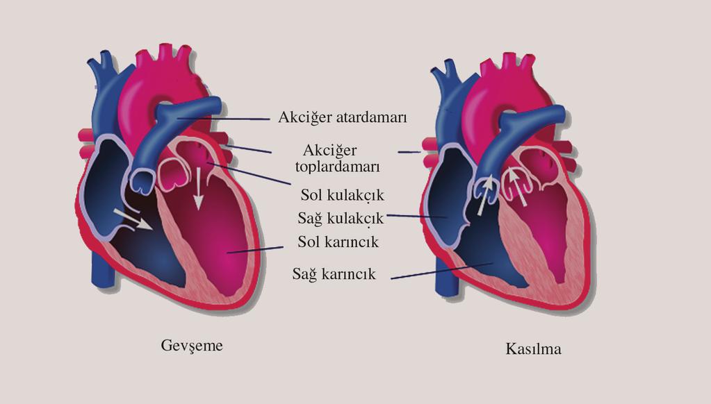 1. Kalbin Çal flma Mekanizmas Kalp kas l p gevfleyerek çal fl r. Bu kas lma ve gevfleme olay kalbin kasl yap s sayesinde gerçekleflir.