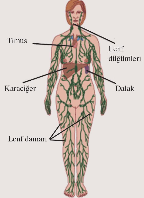 D. Lenf Dolafl m nsanda, ö rendi iniz büyük ve küçük dolafl m n d fl nda bir de lenf dolafl m sistemi vard r. Bu dolafl m sisteminde lenf s v s, lenf damarlar ve lenf dü ümleri yer al r (fiekil 1.18).