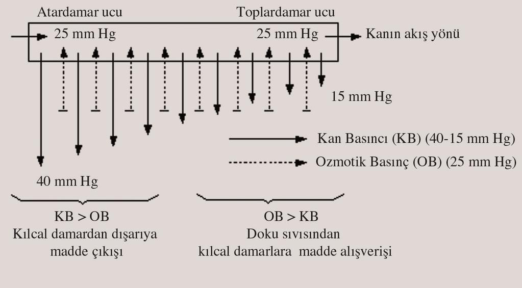 Kan kalpten uzaklaflt kça kan bas nc da buna ba l olarak düfler. Bas nçtaki azalma nedeni ile kan n toplardamarlardaki hareketinde kalbin yapt bas nç yeterli de ildir.