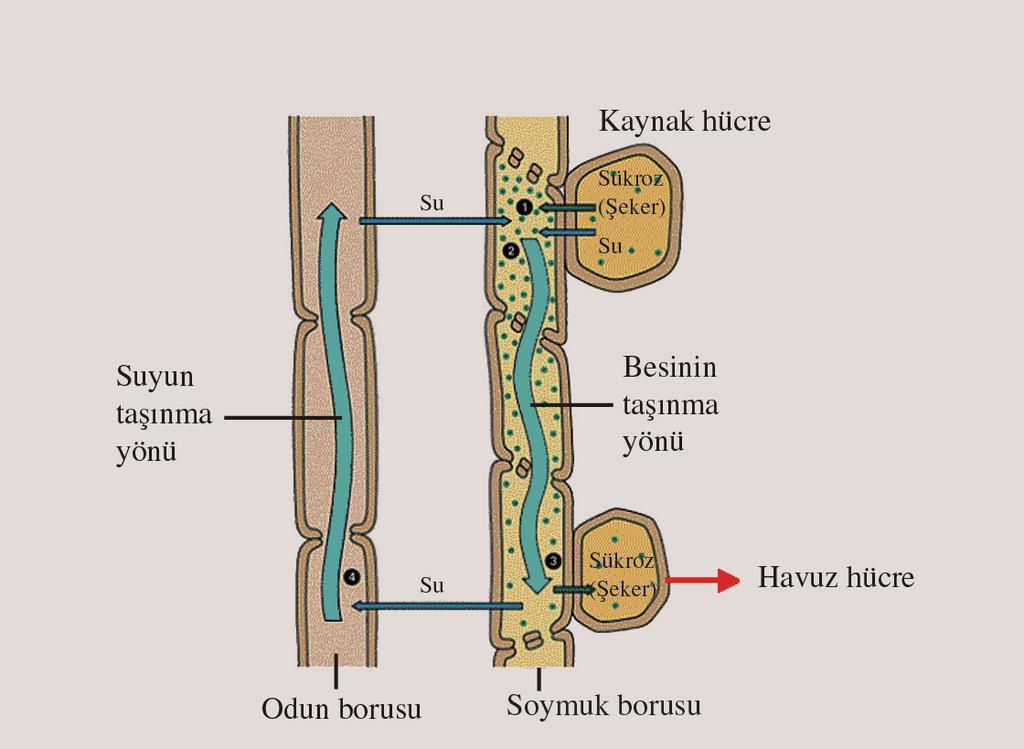 fiekil 1.4: Odun ve Soymuk borular nda maddenin tafl nmas Odun borular nda iletim tek yönlü, soymuk borular nda iki yönlüdür.