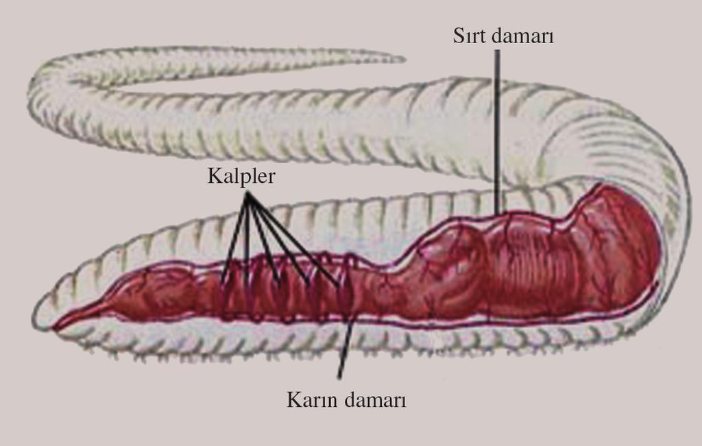 Özel dolafl m sistemine sahip hayvanlarda sistem; aç k dolafl m sistemi ve kapal dolafl m sistemi olarak ikiye ayr l r.