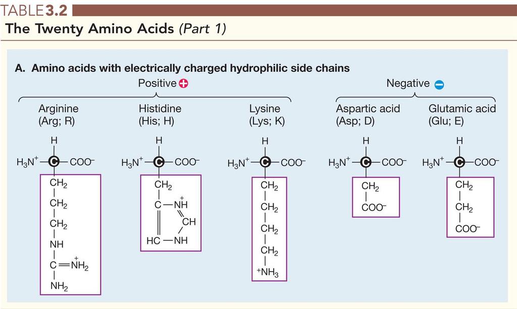 3.2 Proteinler 20 amino asit Elektriksel yük taşıyan hidrofilik yan zincirli amino asitler Arjinin