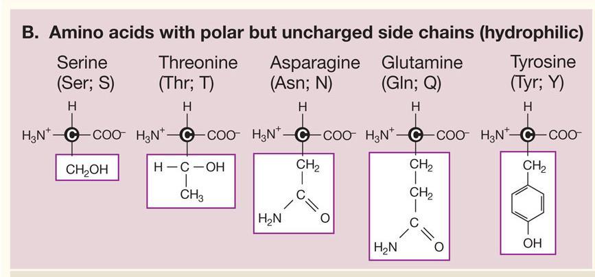 3.2 Proteinler Polar fakat yüksüz yan zincirli amino asitler (hidrofilik) Serin Treonin Asparajin
