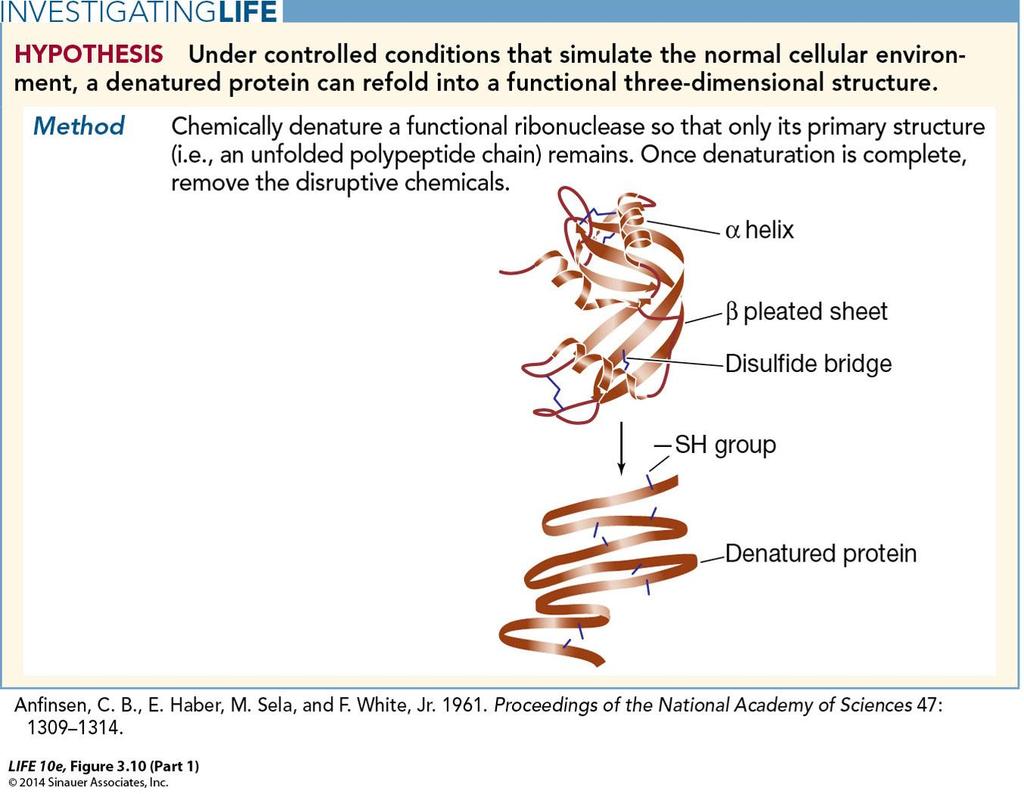 Figure 3.10 Birincil yapı üçüncül yapıyı belirler HİPOTEZ: Hücre içeriğini taklit eden kontrollü koşullarda, denatüre olmuş bir protein kendi üç boyutlu yapısına yeniden katlanabilir.