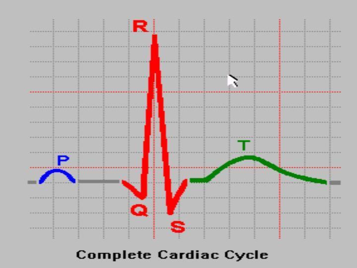 P dalgası : atriyum depolarizasyonu QRS kompleksi : ventrikül depolarizasyonu T dalgası :