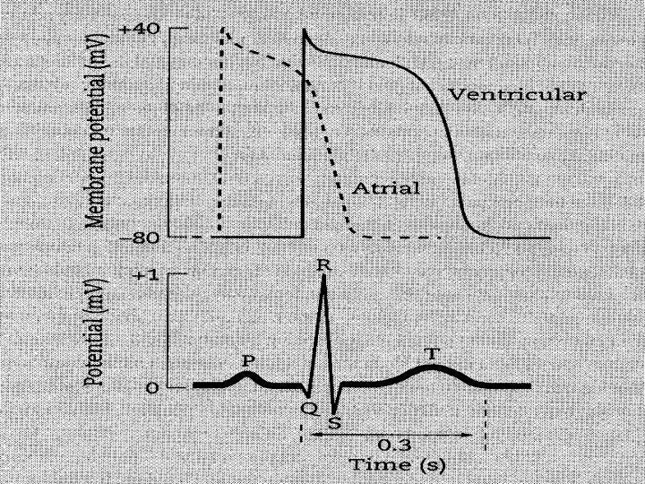 PS aralığı Atriyum depolarizasyonu & repolarizasyonu