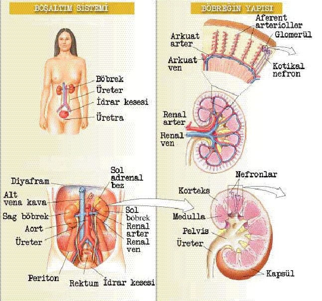 BÖBREKLER Böbrekler sıvı, asitbaz ve elektrolit