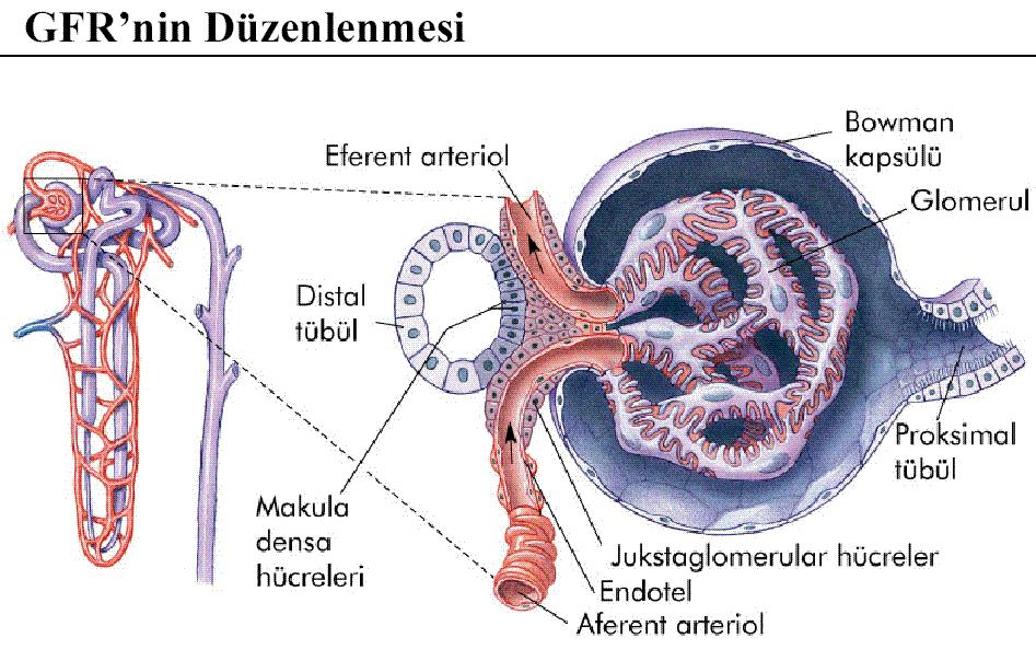 Renin-anjiotensin-aldosteron sistemi ile sodyum atılımının ve ekstrasellüler sıvı hacminin düzenlenmesi Distal tubulus ve glomerulustaki afferent arteriolün birbirine çok yaklaştığı yerde bir hücre