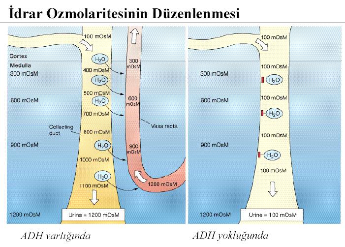 Az miktarda hipertonik idrar çıkarılır Bol miktarda hipotonik idrar çıkarılır ADH un devamlı