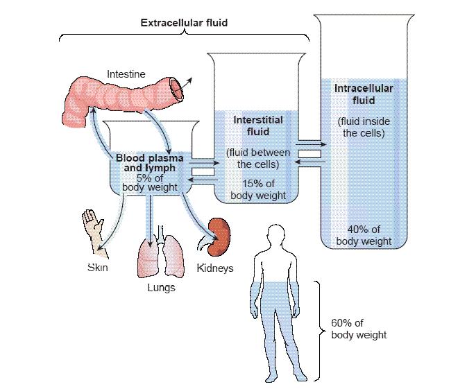 Hücre dışı sıvısı (HDS) (Ekstrasellüler sıvı) İnterstisyel kompartman (doku hücreleri arasında) (% 15) İntravasküler kompartman (plazma ve lenf sistemi içinde) (% 5) Ekstrasellüler sıvı bağırsak (3
