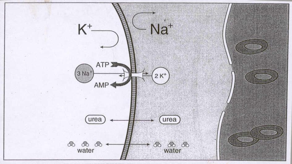 Hücre membranındaki Na + /K + pompası, intrasellülerden ekstrasellülere 2K + iyonuna karşılık 3Na + iyonu geçmesini sağlar.
