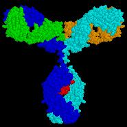 İmmünglobulin G (IgG) İmmün sistemin önemli bir