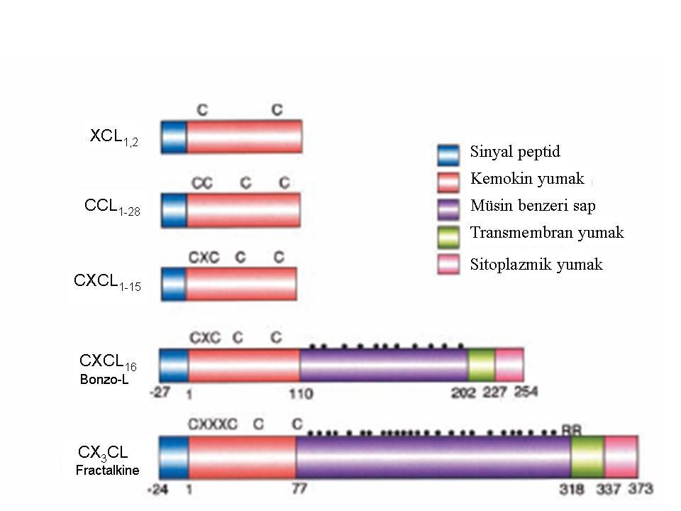 2.1.2. FKN yapısı Küçük ve sekrete edilen kemokinlerden farklı olarak FKN transmembran bir molekül olup, endotel adezyon moleküllerinden (integrin vs.