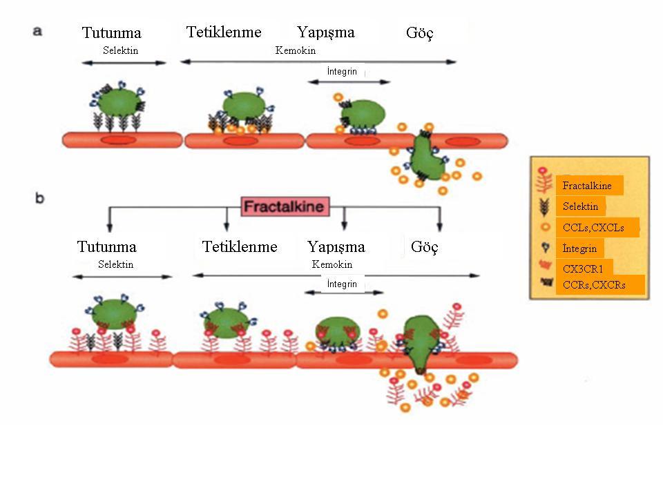 Şekil 2. 2. Adezyon kaskatında klasik ve FKN e bağlı yol- Umehara H ve ark. (10) ndan alınmıştır. a, Klasik yol: 1. basamak zayıf, geçici selektine bağlı yoldur (tutunma).