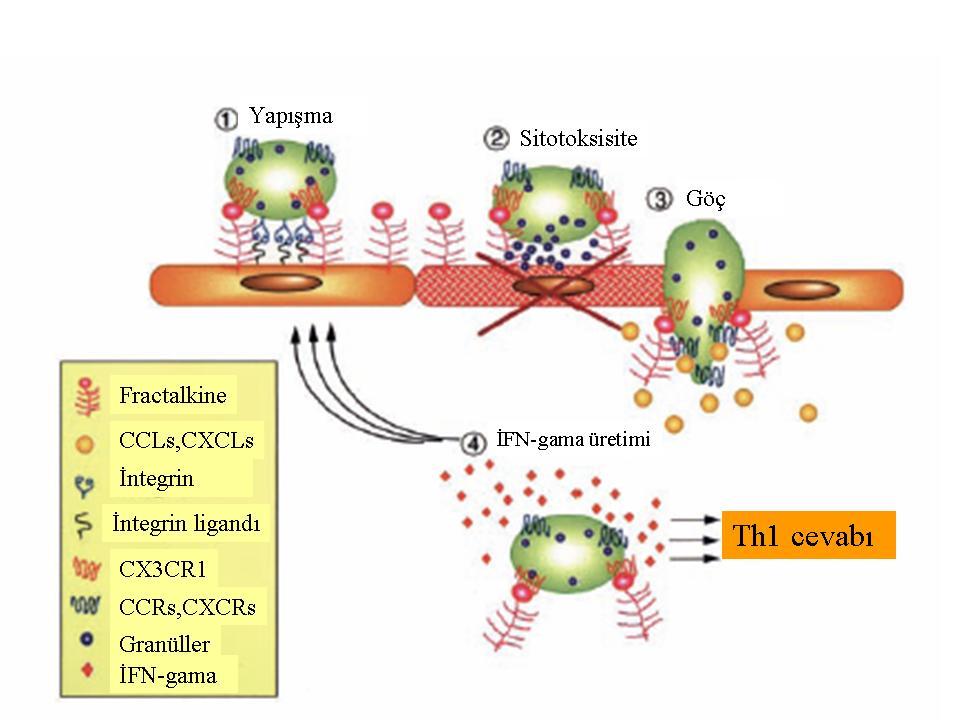 Şekil 2.3. FKN nin biolojik fonksiyonu-umehara ve ark.(9) ndan alınmıştır. 1. CX3CR1 ve integrinler; FKN ve integrin ligandları yardımı ile sıkı bir şekilde yapışma sağlanır. 2. CX3CR1 eksprese eden sitotoksik efektör hücreler (NK, CD8+T hücreleri vs.